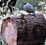 The Lookout_edited_edited.jpg
