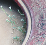 Flowers and a Tire.jpg