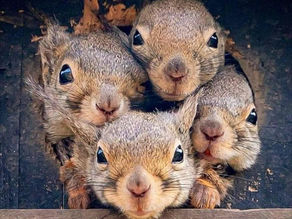 Happy Squirrel Appreciation Day!