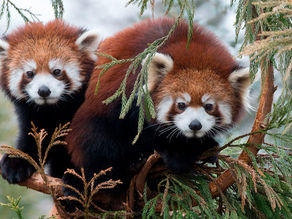 Happy International Red Panda Day!