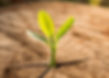 New Life concept with seedling growing sprout (tree)_edited.jpg