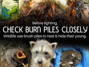 You Don't Know What Babies Call Your Burn Pile Home!