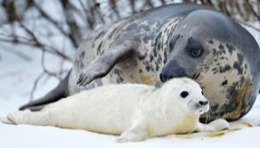 Happy Seal Appreciation Day!