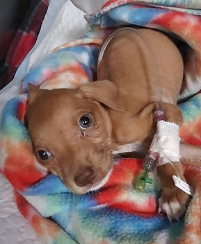 Puppy at Vet