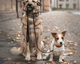 Happy Walk Your Dog Day!