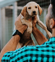Adopting a Puppy