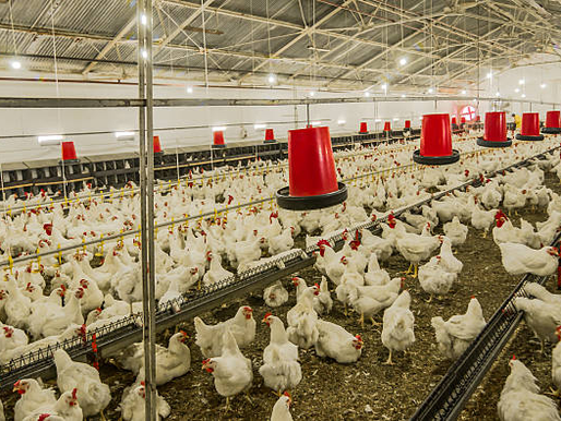 Estado de emergência zoossanitária é renovado por mais 180 dias pelo Ministério da Agricultura