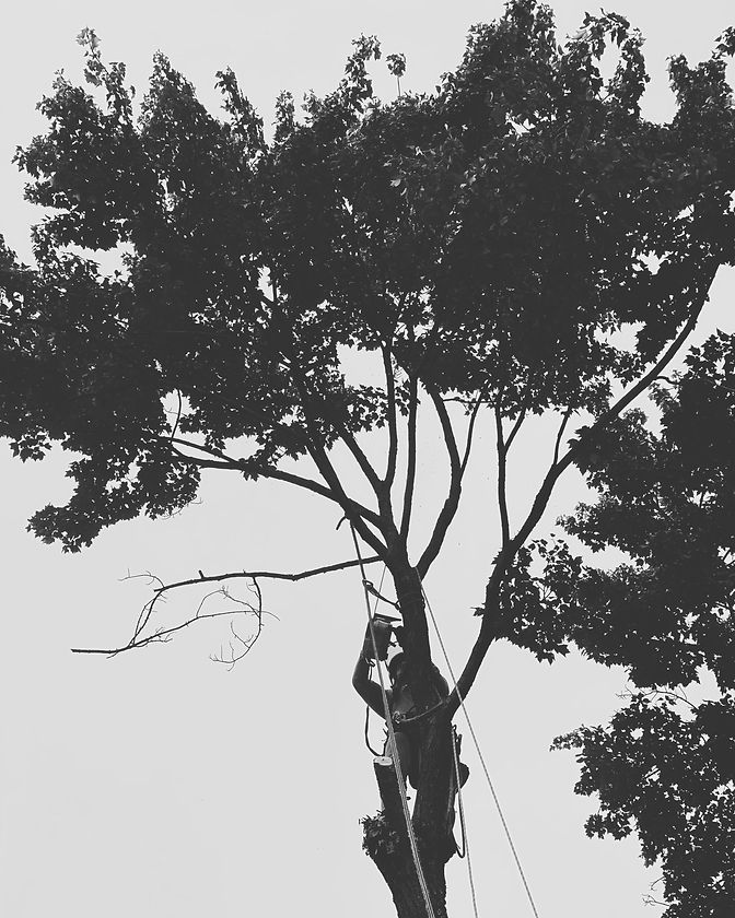 Climber doing Tree Work By Jillian's Group LLC
