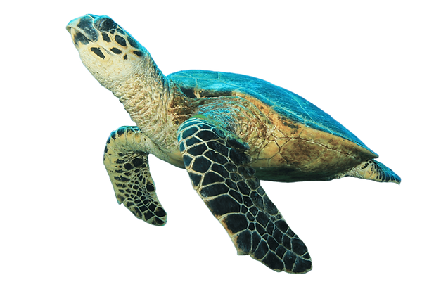 tortuga_akumal.png