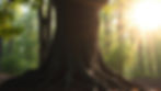 rooted tree with sun shining threw in a forest_edited.jpg