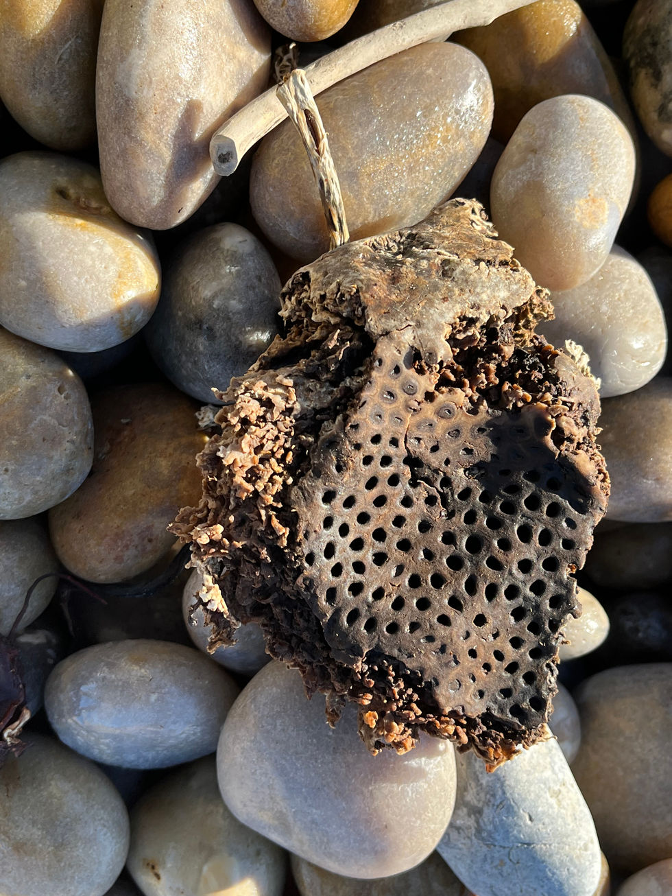 Natural Textures at Chesil Beach