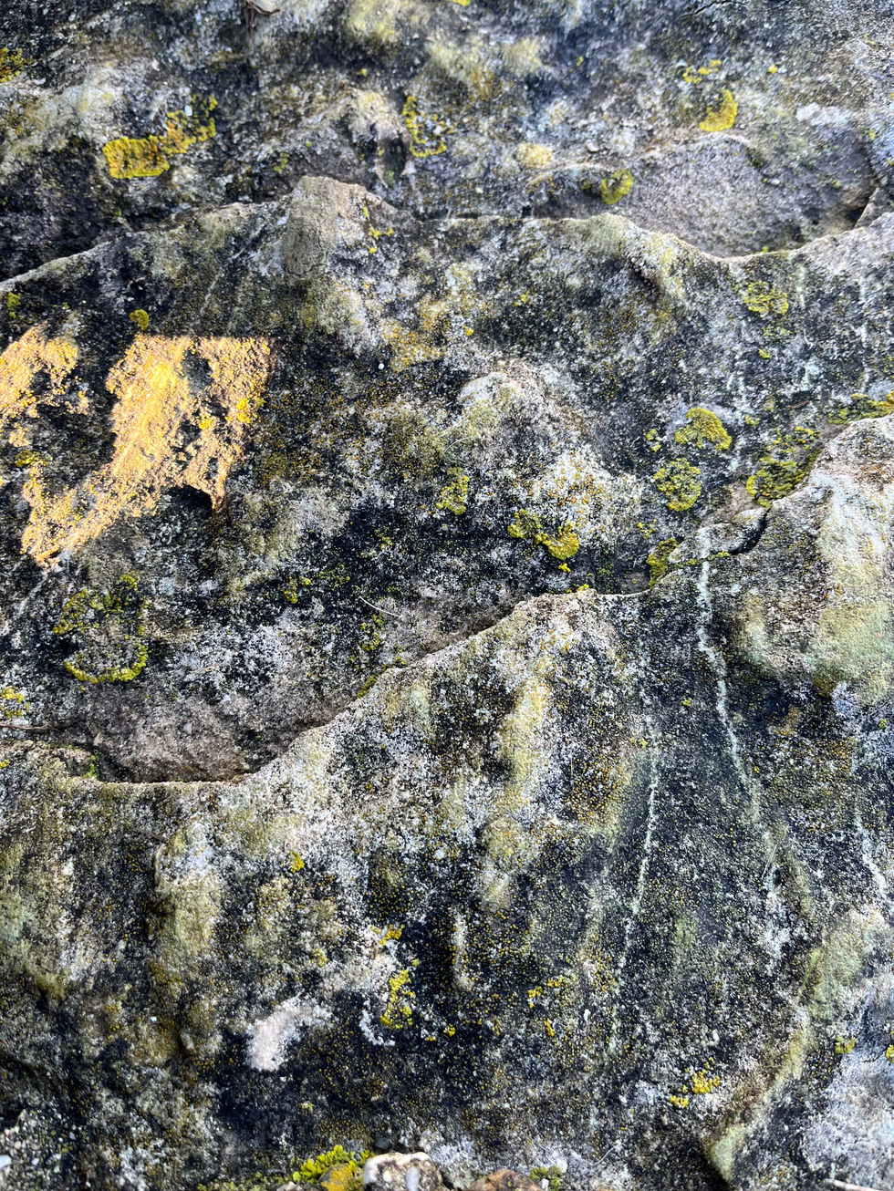 Moss Covered Rock, Chesil Beach