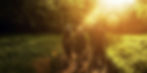NATURELINK