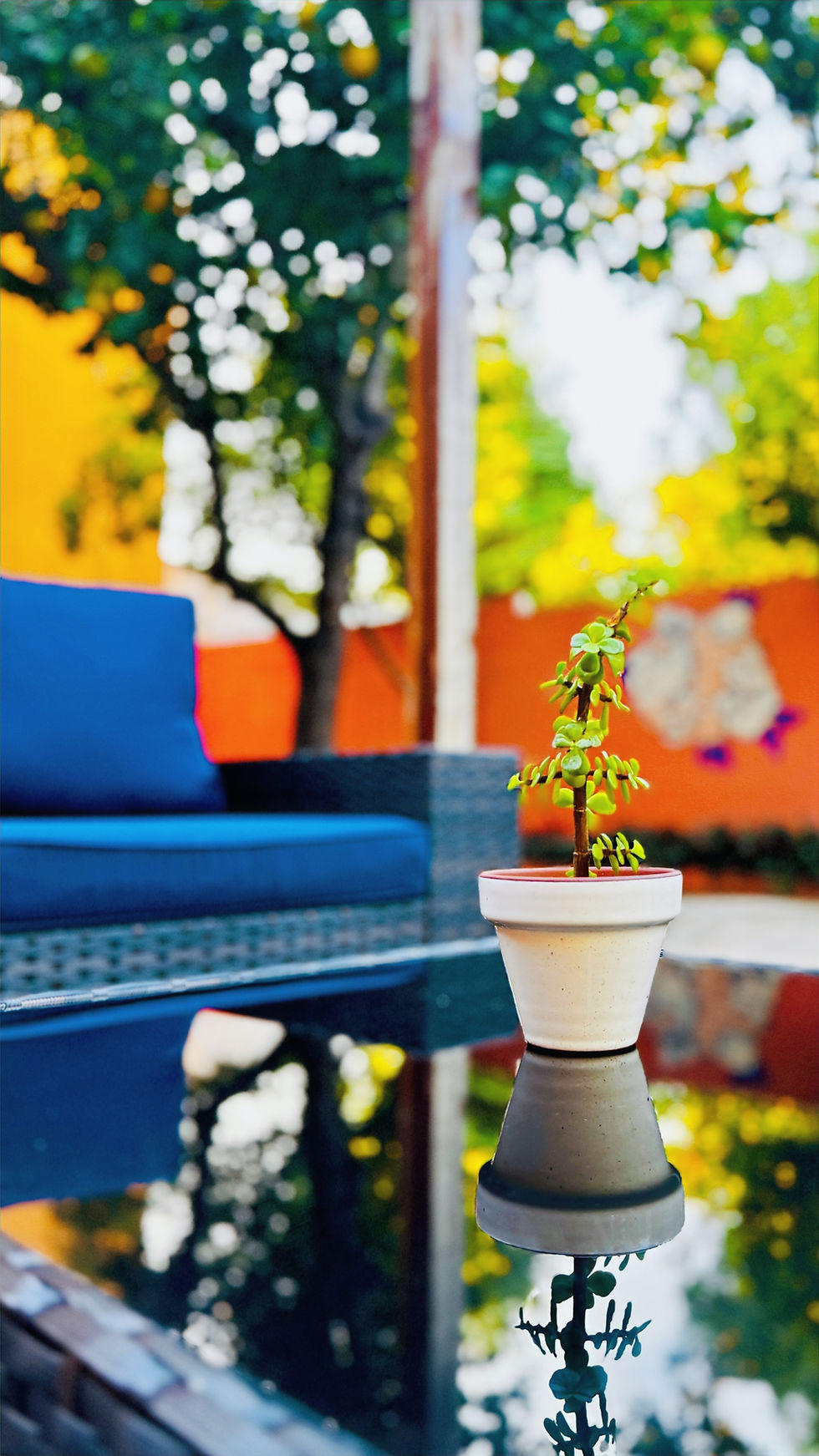 Outdoor sofa in the tropical garden beside the pool at Los Colores de Mérida B&B