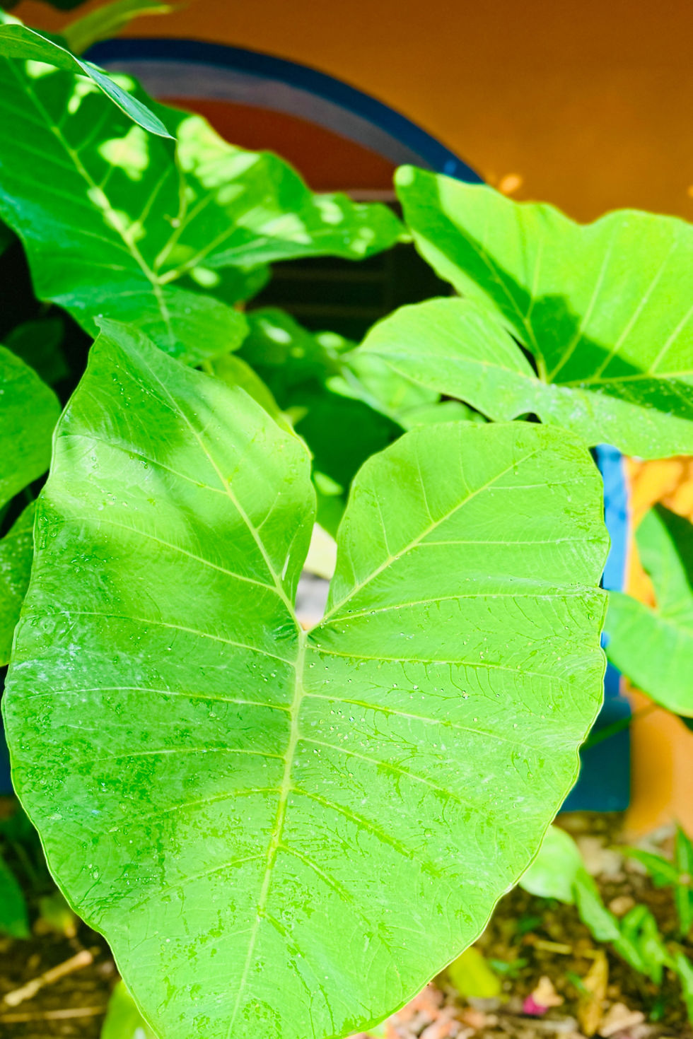 Large tropical leaf plant in the garden at Los Colores de Mérida B&B