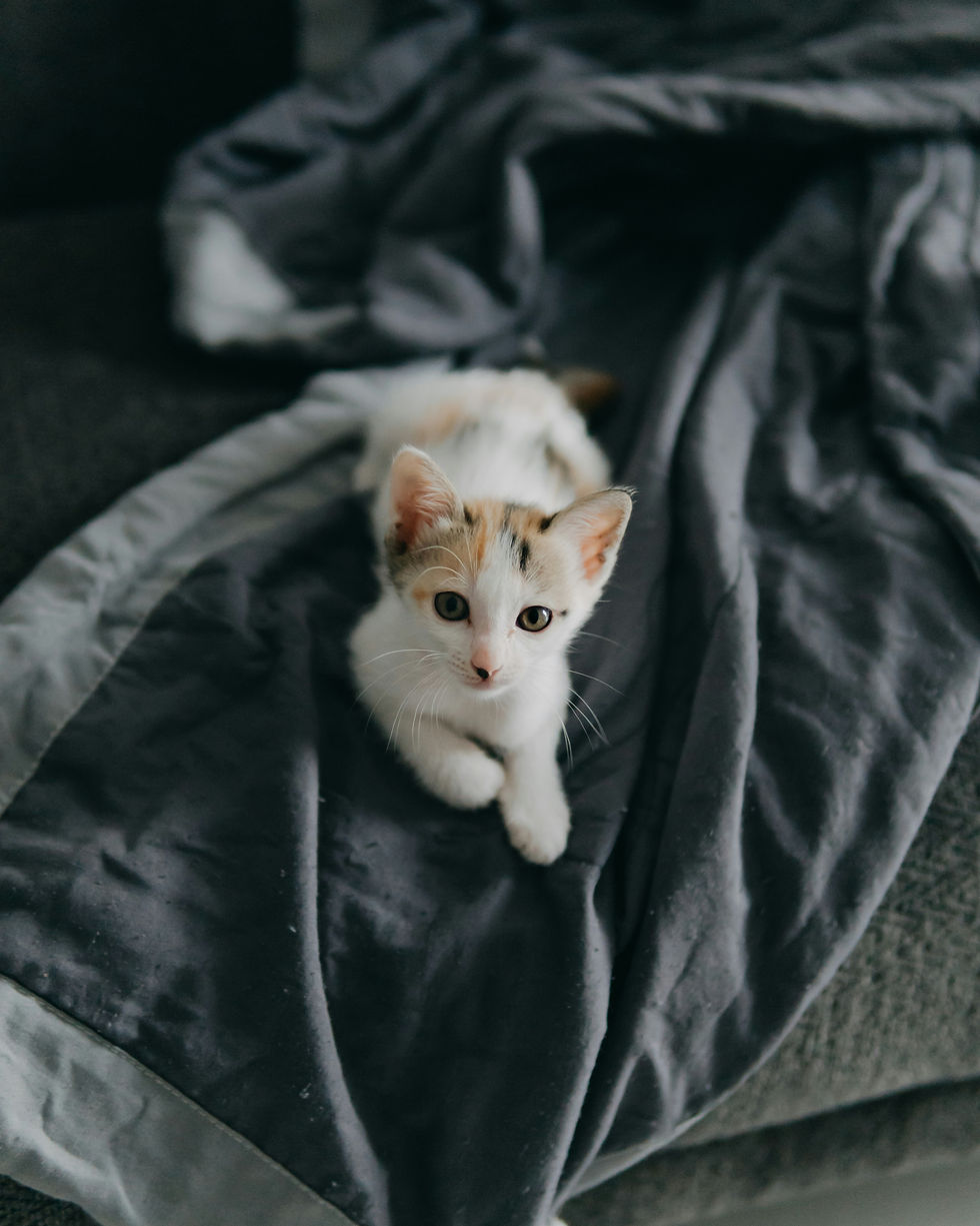 Tiny kitten, looking up from a blanket