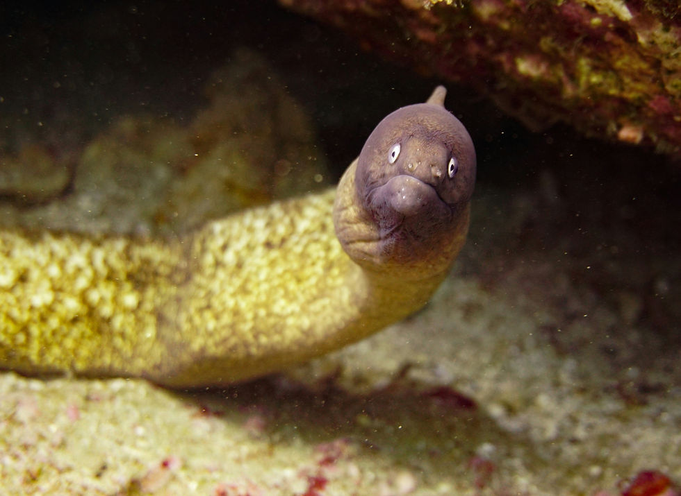 An eel swimming underwater looks at the camera with its eyes wide.