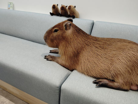 A capybara sits on a long green sofa