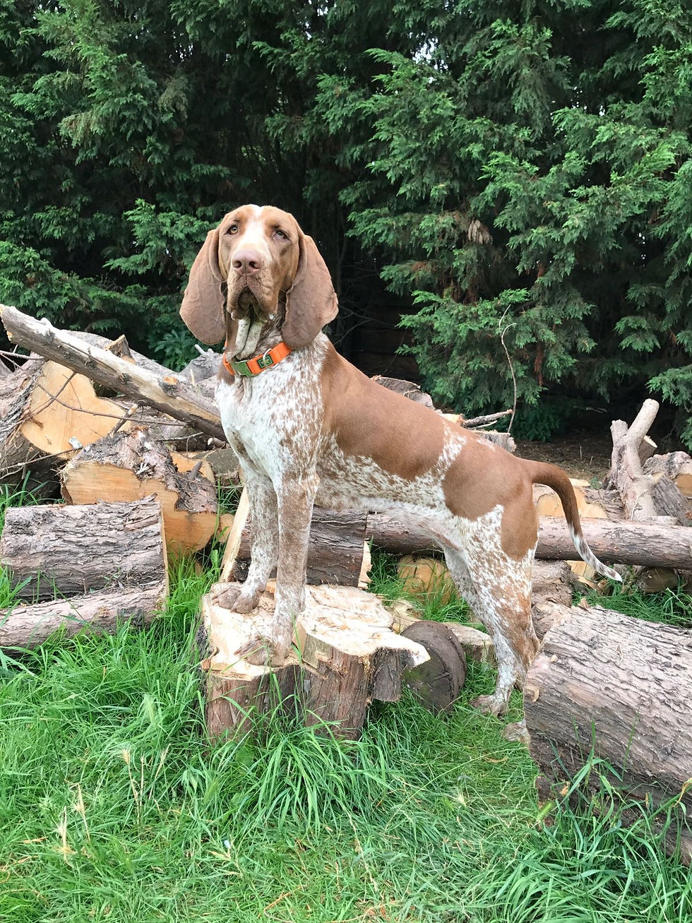 Gallery Kent Bed & Biscuits