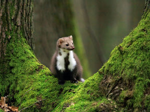 UK Conservation Success Stories