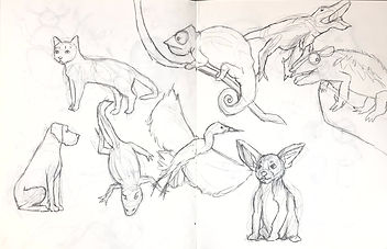Lauren animals.jpeg