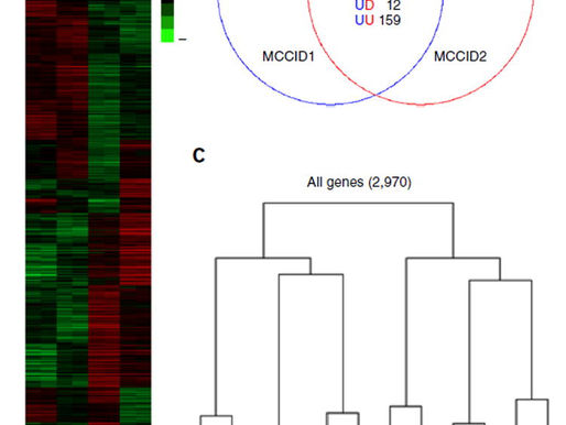 Mutations in NONO lead to syndromic intellectual disability and inhibitory synaptic defects