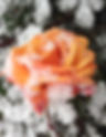 Blomstfrost2.jpg