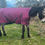 Thumbnail: Donkey Ultralight Turnout Blanket-Better Than a Sheet!