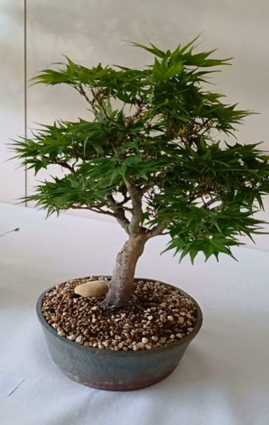 An der Bonsai-Ausstellung 2025