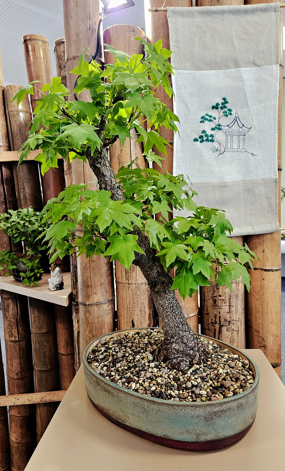 Amberbaum Liquidambar spec.