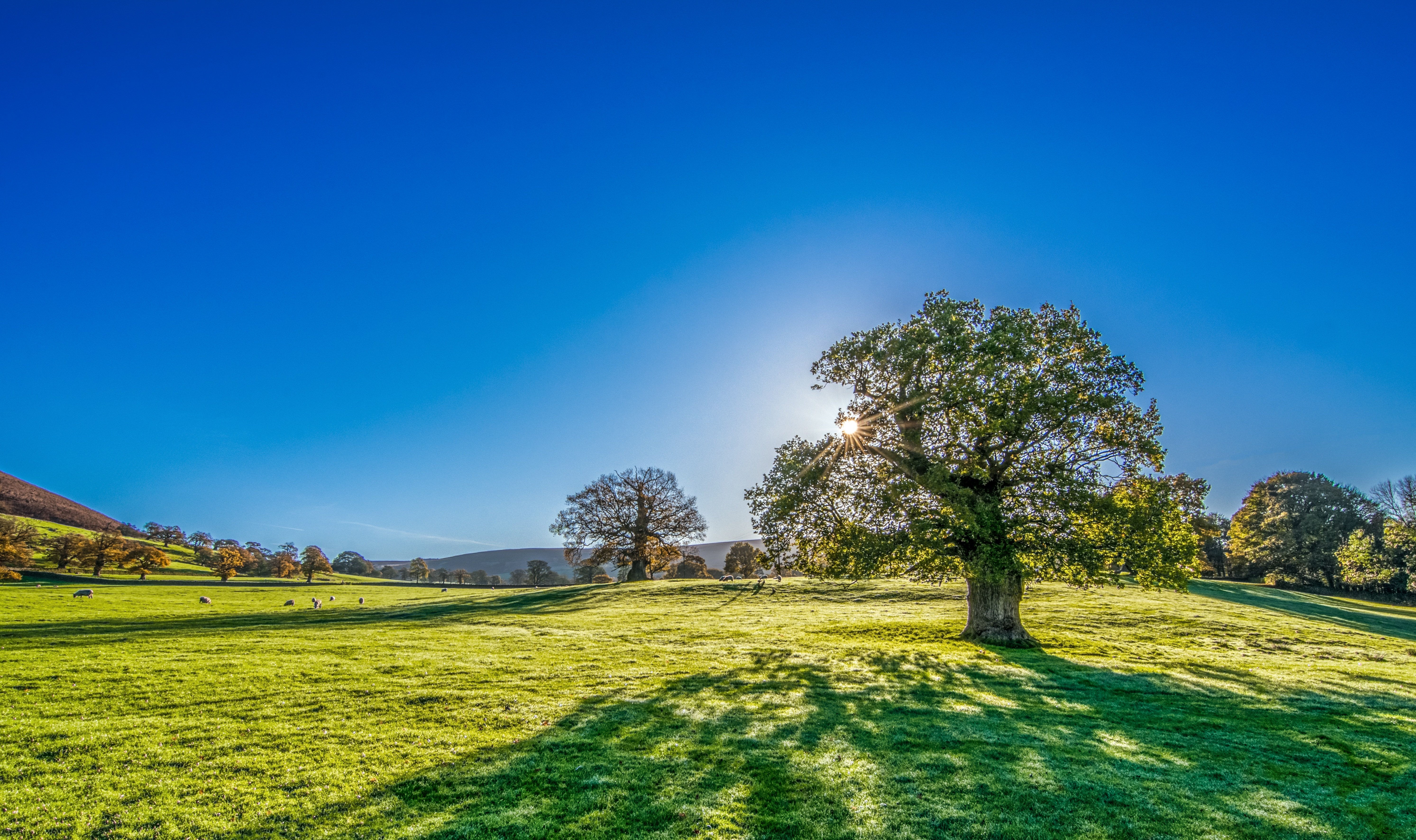 tree-29167623.jpg