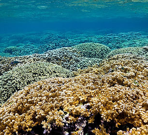 reefscape_wall_copy.jpg