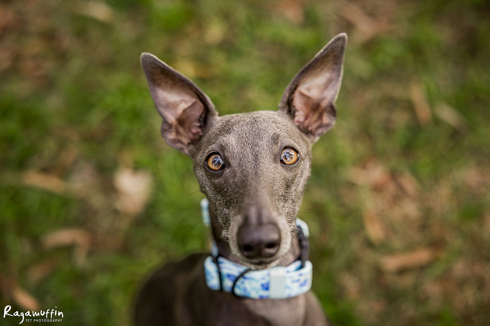 therapy dog warrandyte
