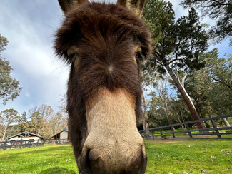 Meet Our Newest Team Members: Why Miniature Donkeys Are Joining the Planet Ability Family