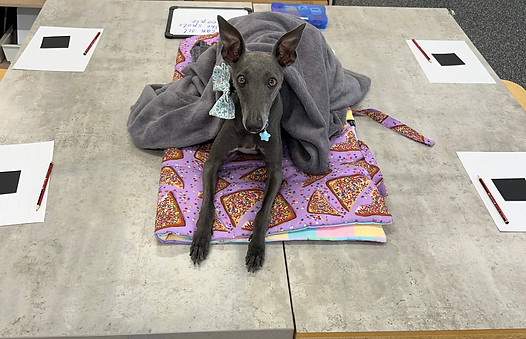 therapy dog ringwood croydon warrandyte