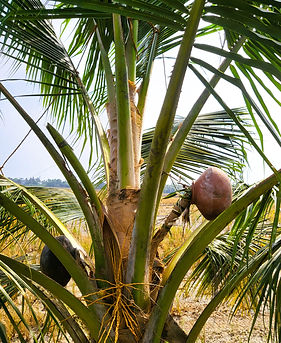 Toddy et palmier de Palmyre Kerala