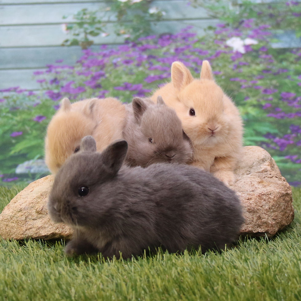 Althea's Litter sherwoodsrabbitry