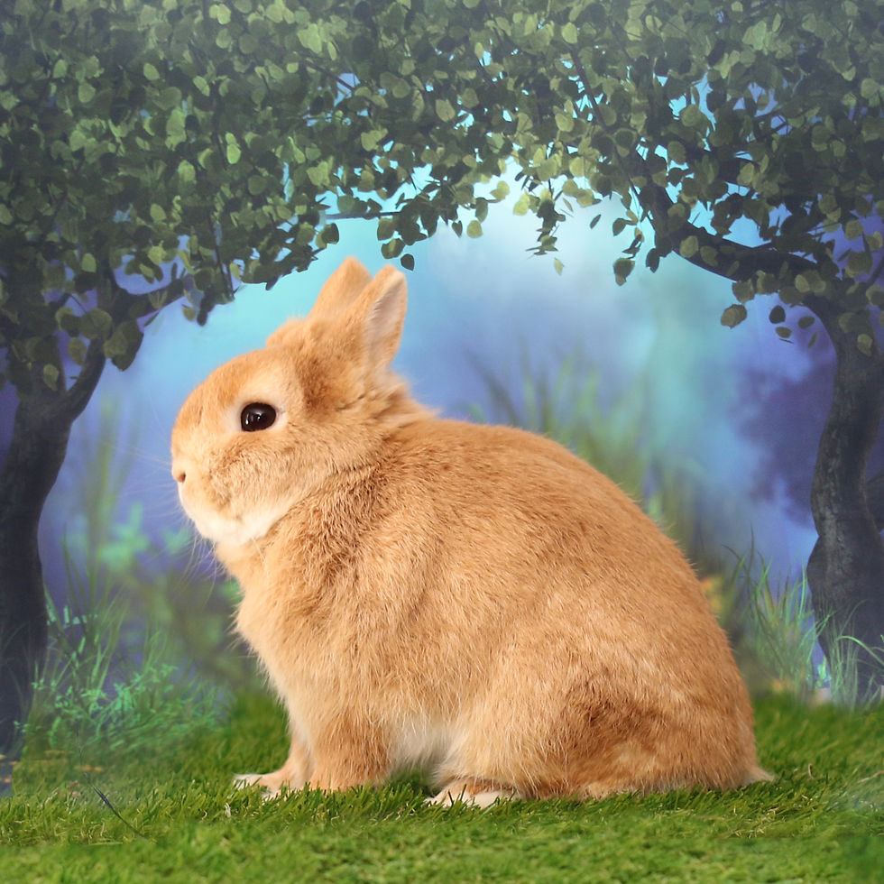 Bunnies and Rabbits Adoption