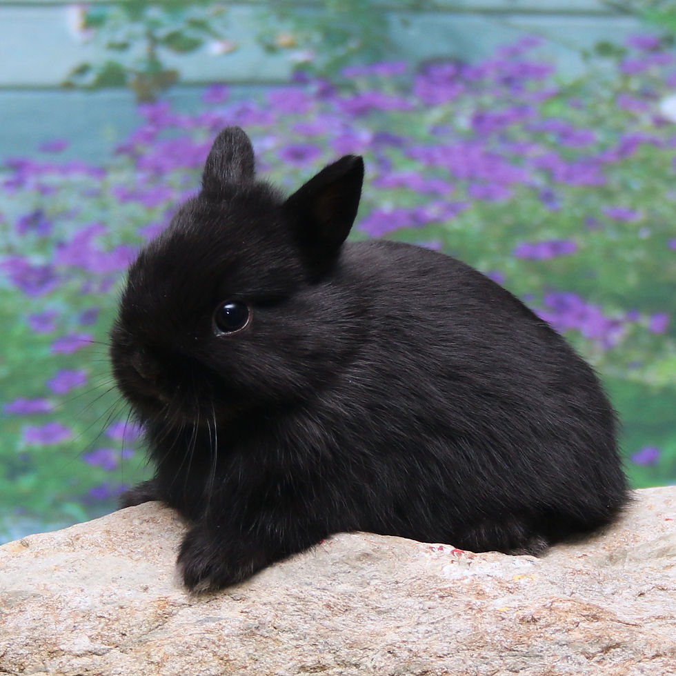 Thumbnail: Dingy's Litter