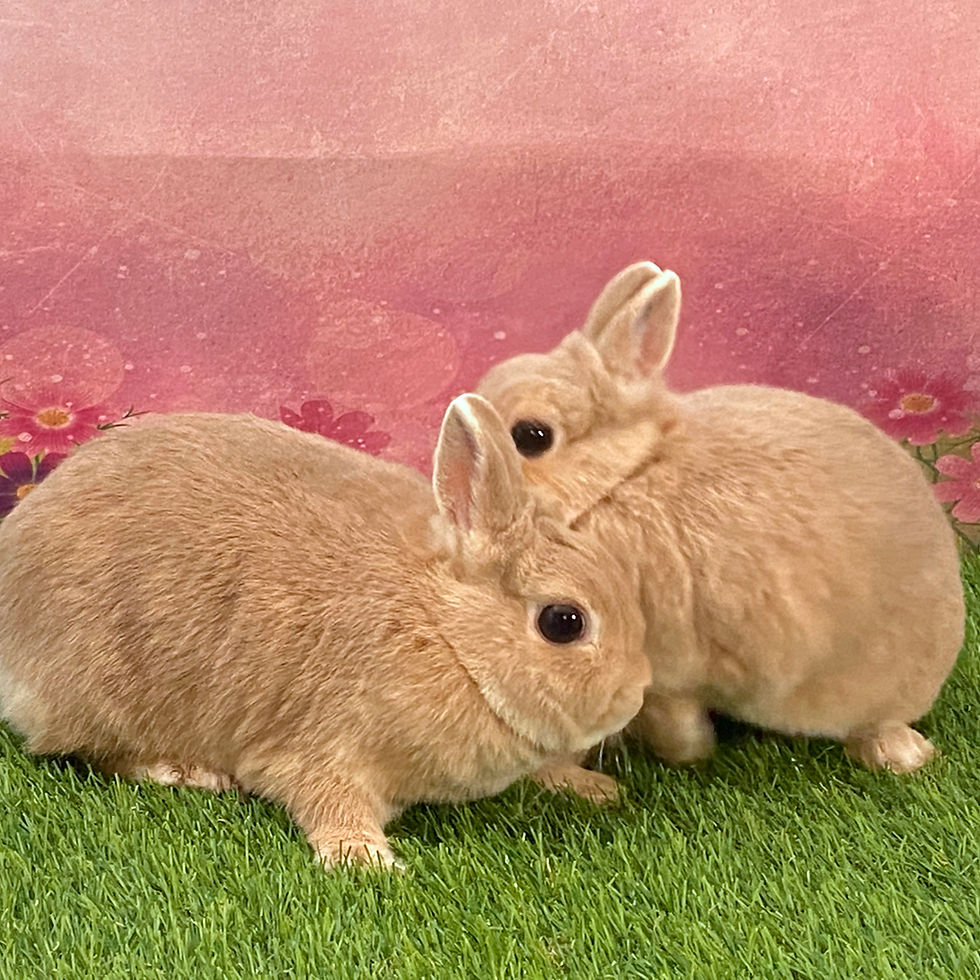 Thumbnail: Gertrude and Tulip