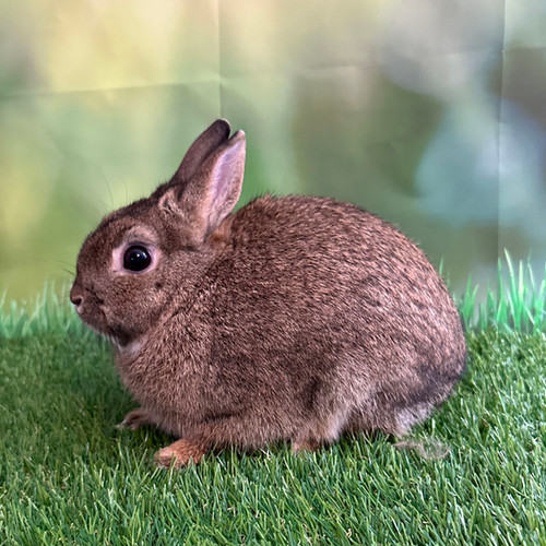 Cheeky Boy sherwoodsrabbitry