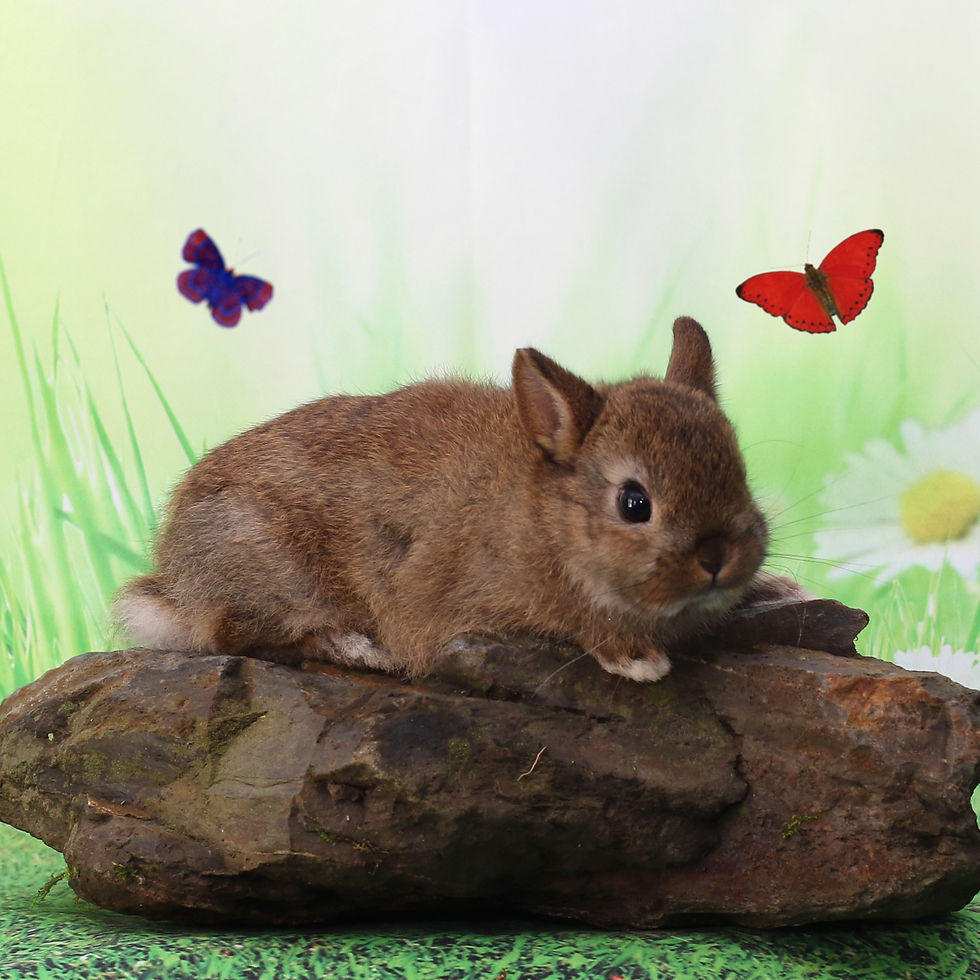 Pow and Pippy's Buck