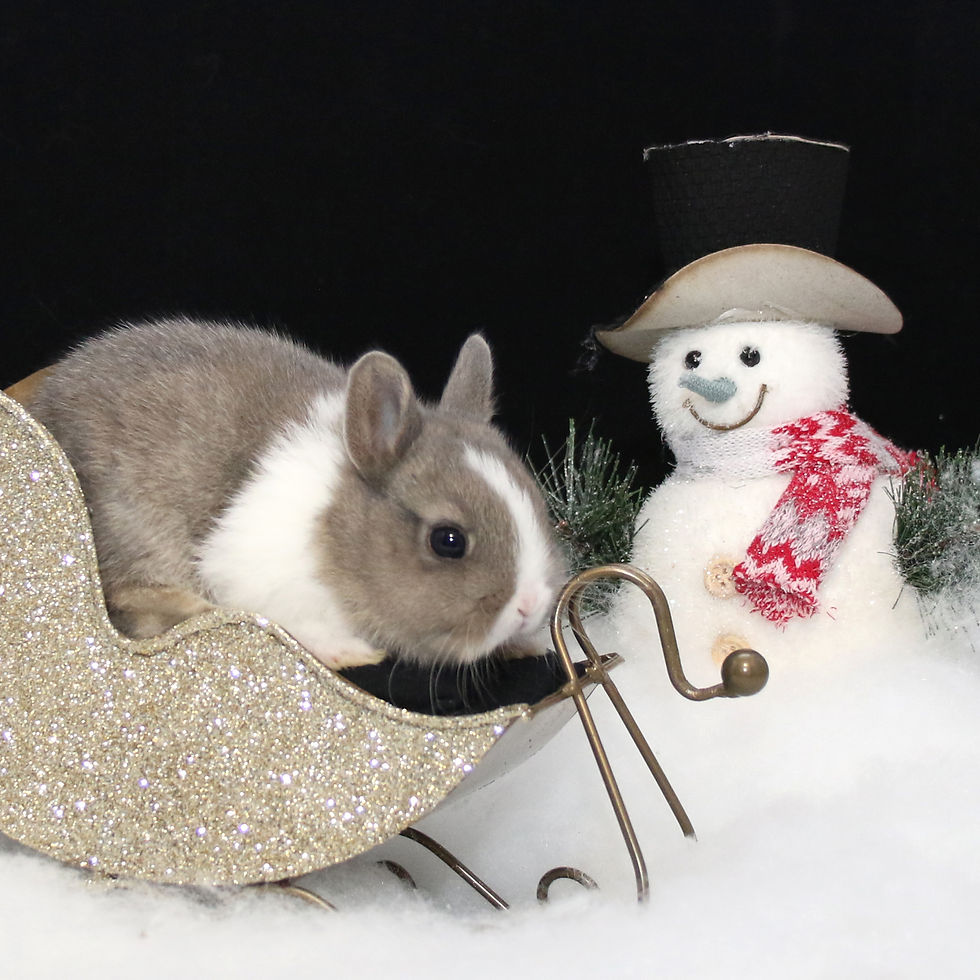 Vienna Rabbit Marking Bunnies and Rabbits Adoption