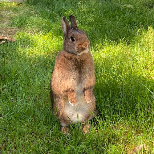 Sweetums sherwoodsrabbitry