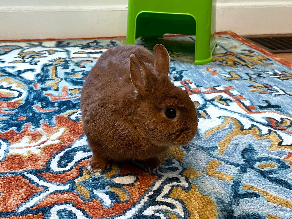 Bunnies and Rabbits Adoption