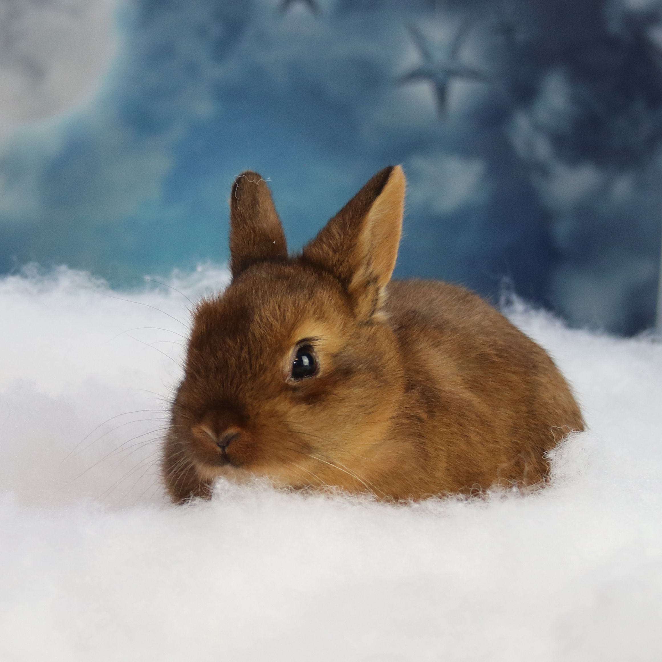 Precious' Third - Doe