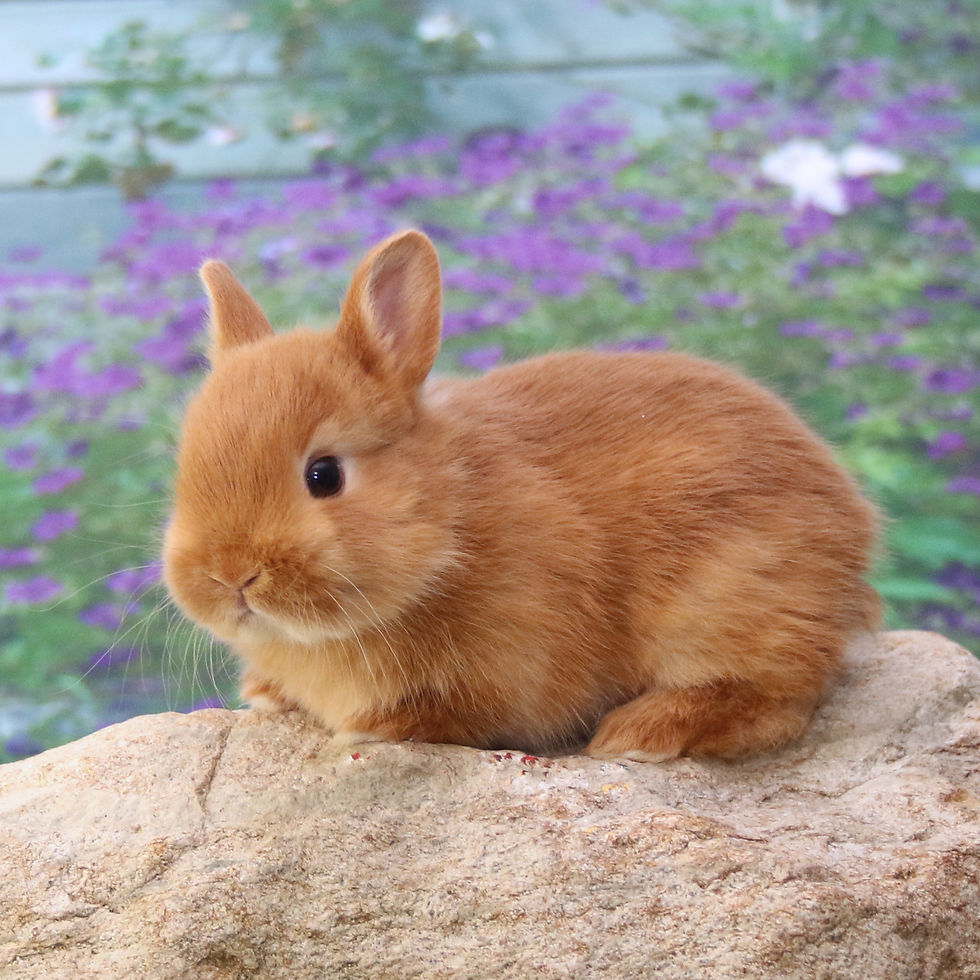 Thumbnail: Apple's Litter