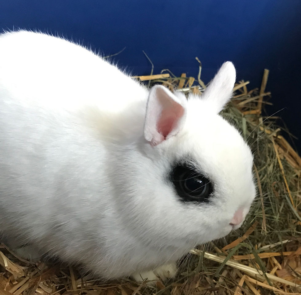Sherborn Woods Rabbitry Bunny Stock