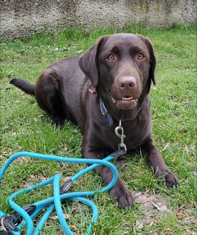 Hundetraining ohne Leckerli Hundetraining ohne Konditionierung Hundetraining Niederösterreich