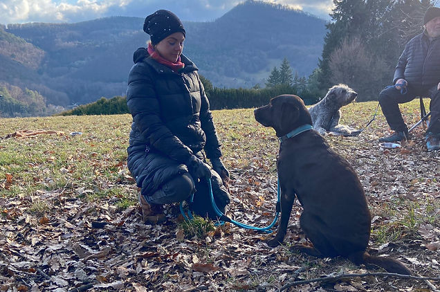 Das Hundetraining zwischen den Zeilen Hundetraining wann beginnen ab wann Hundetraining Hundetraining Wien Hundecoach Hundetraining Oberösterreich, Hundetraining Korneuburg